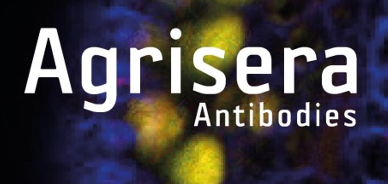 Agrisera植物細(xì)胞壁相關(guān)抗體，開學(xué)季促銷啦！